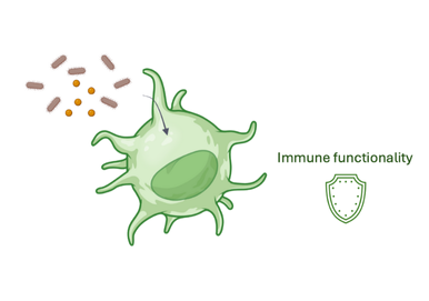 Bacterial metabolites modulating Immune Function