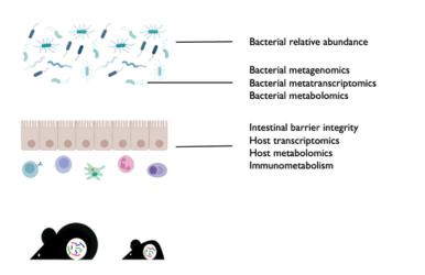 Obesogenic microbiota Project