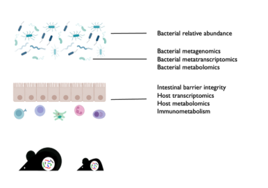 Obesogenic microbiota Project